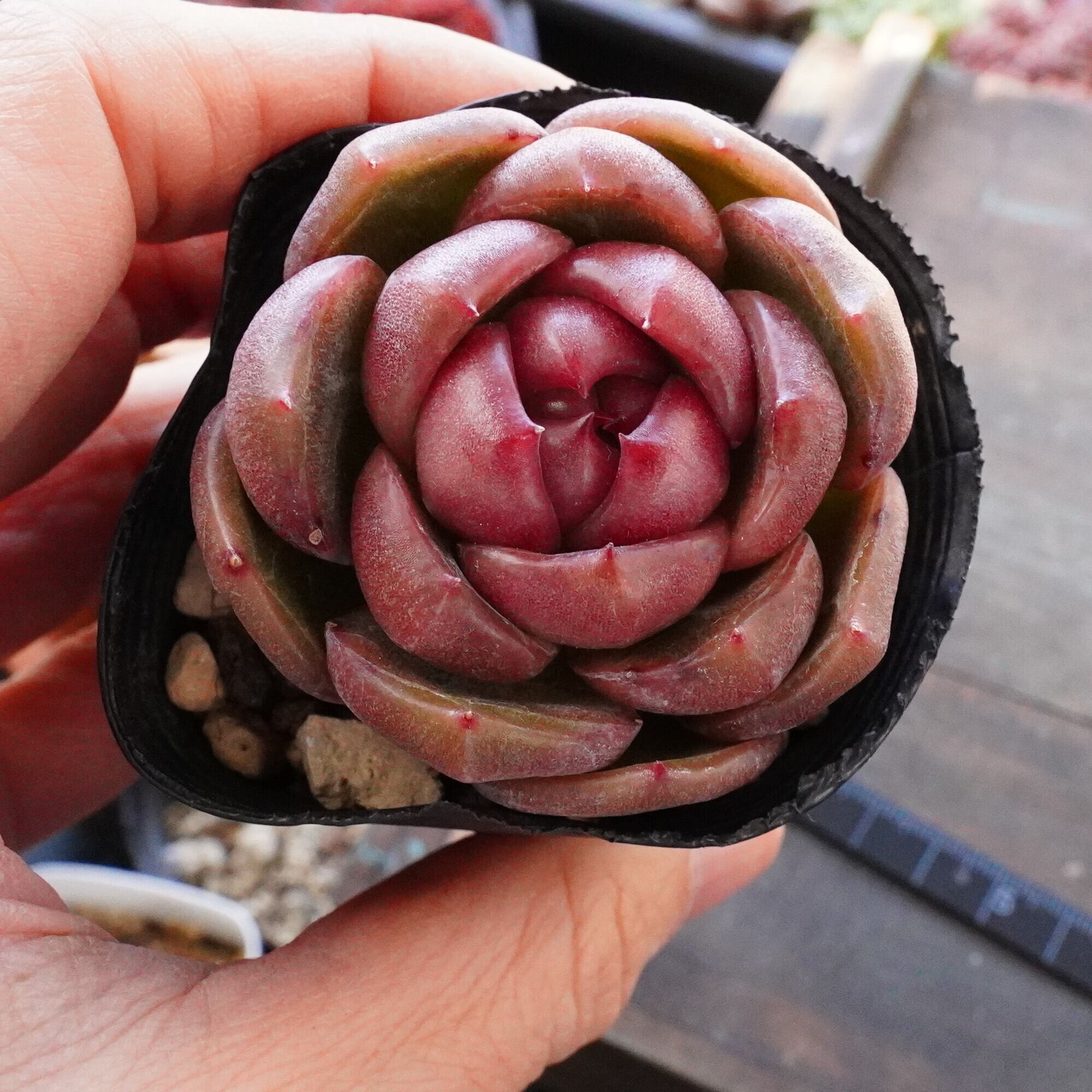 raulensisu 中(韓国苗) raulensisu 中(韓国苗)