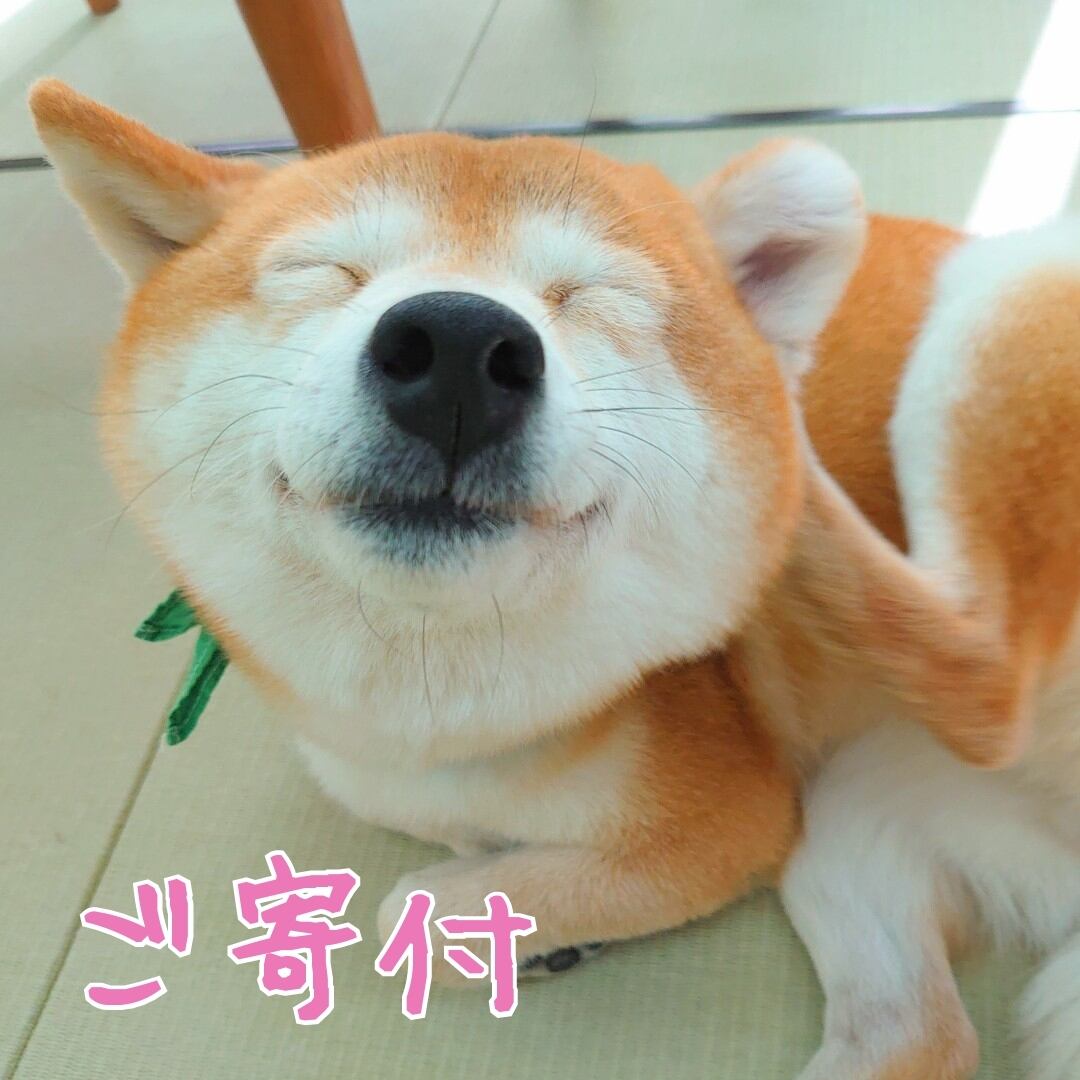 ご専用です 柴犬 1 Whirledpies Com