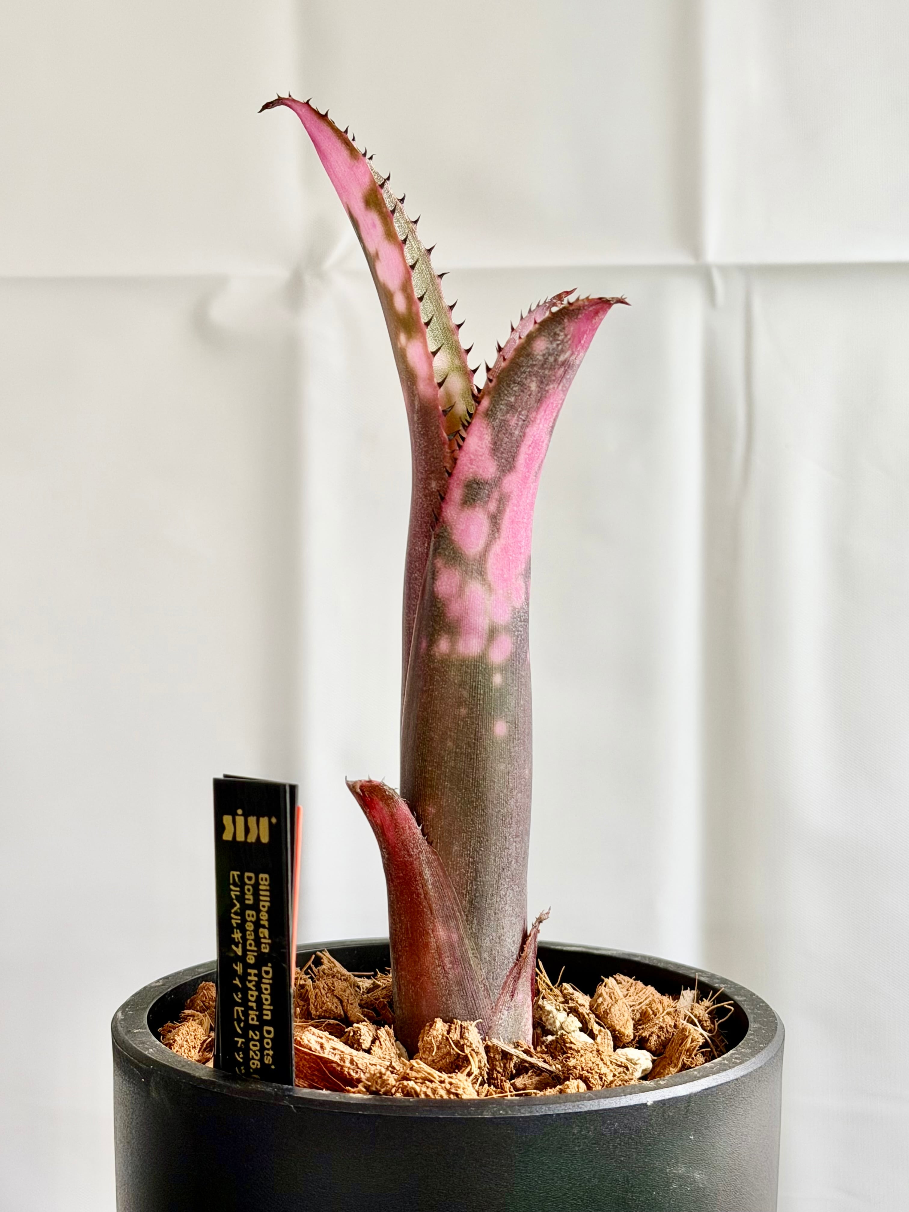 Billbergia Dippin dots 子株付き 現物】Billbergia 'Dippin Dots'（ビルベルギア ディッピンドッツ