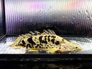 C04⑤-3   ロイヤルデルヘッジ　ショート　11㎝前後　レア