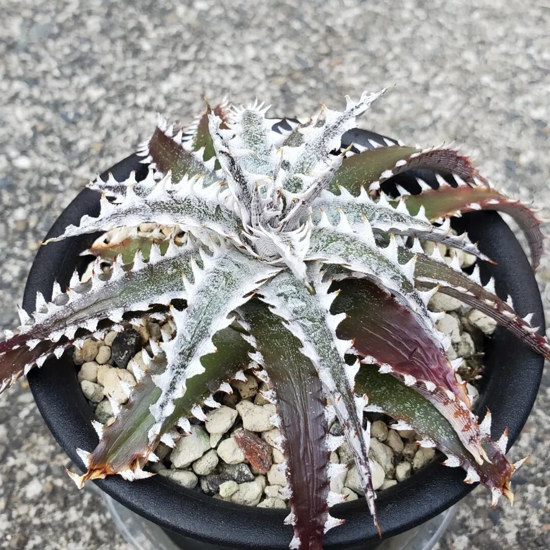 F00440_【OL004】Dyckia 'Obsidian' x 'Little Wing'：ディッキア