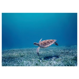 Honu