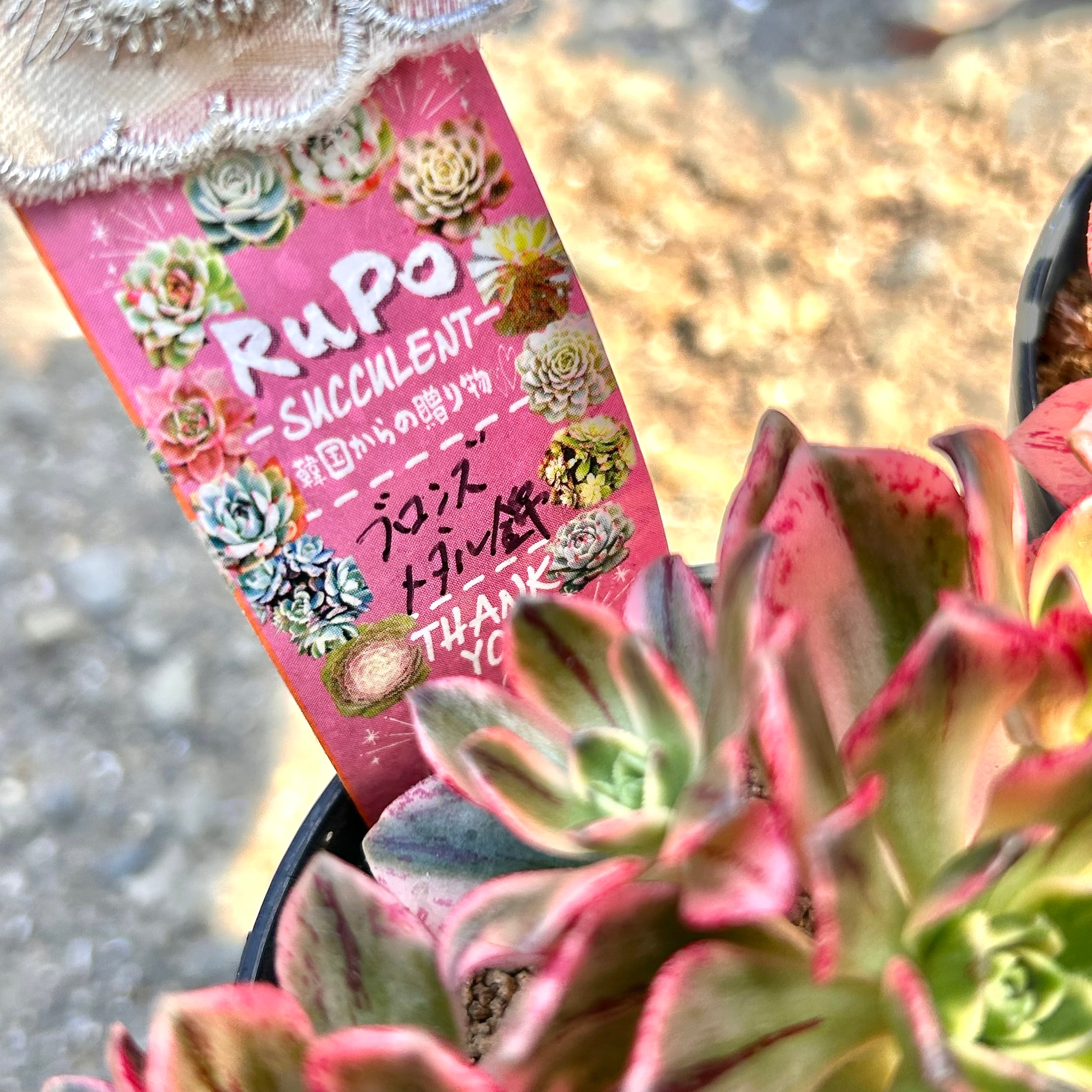 T)ブロンズメタル錦 アエオニウム | RuPo 多肉植物専門店