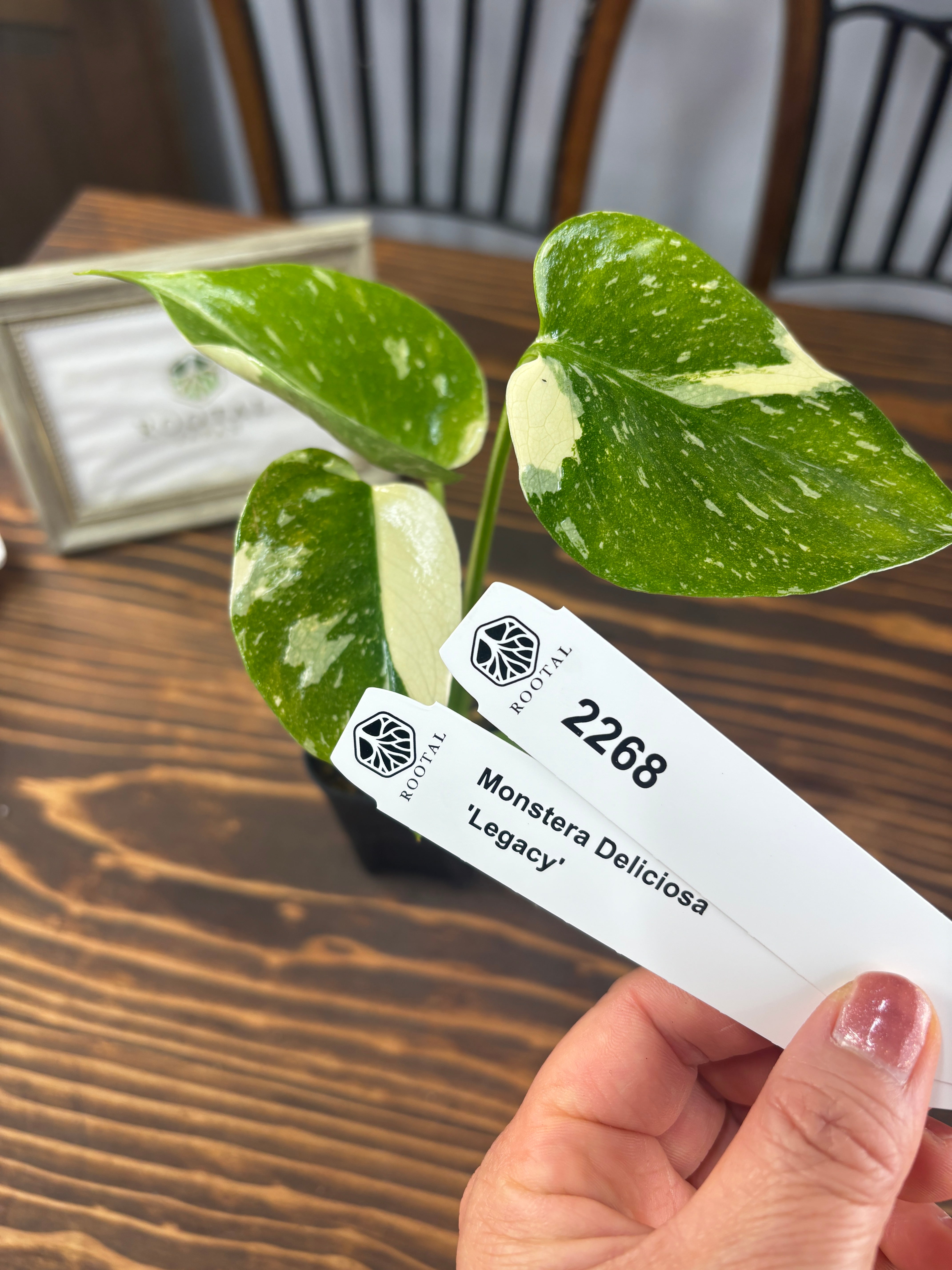 ★2268【超レア!極斑】モンステラ デリシオサ レガシー(2.5号ロング硬質ポット)