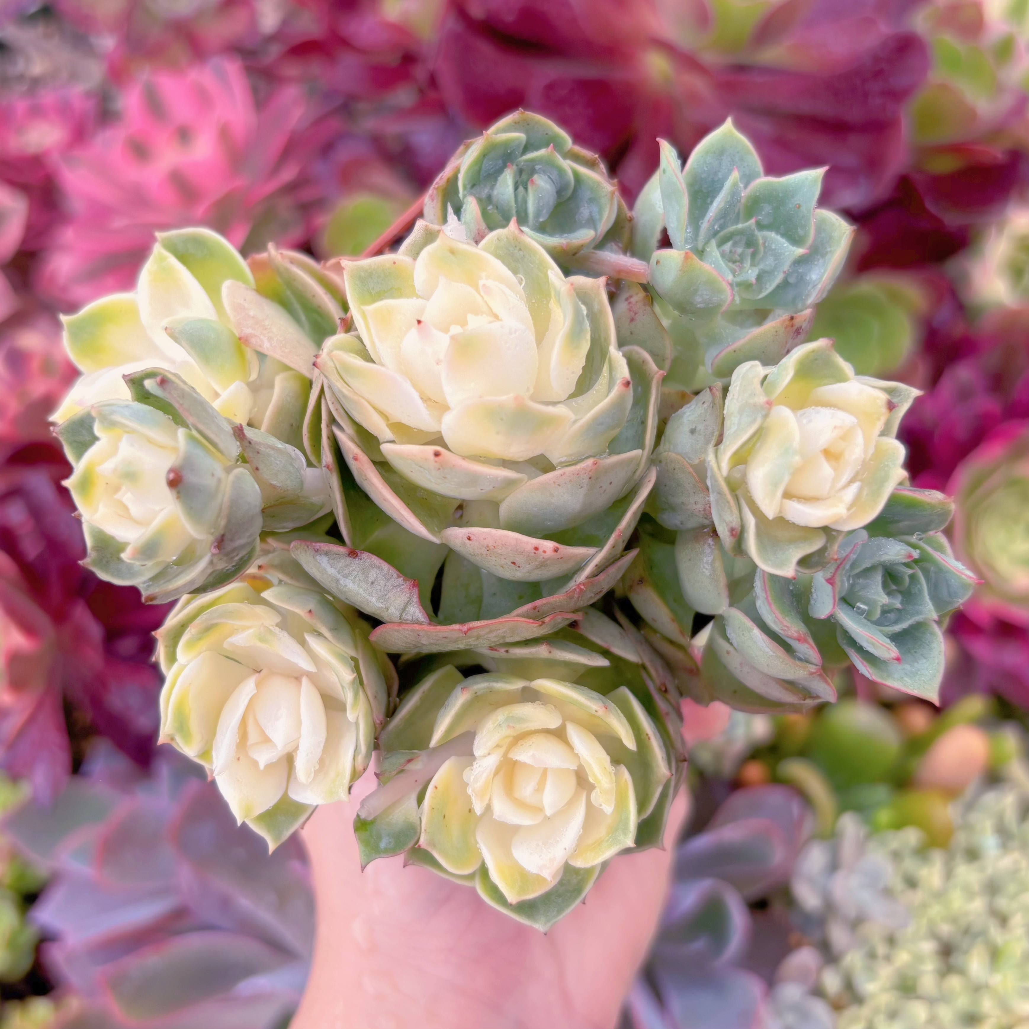 現品　イタリアローズ錦#794　るる農園