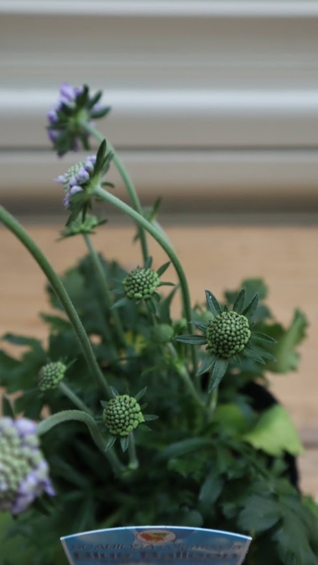 スカビオサ『ブルーバルーン』　3号ポット　１苗