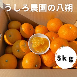 スッキリ爽やかな淡路島うしろ農園のはっさく 5kg