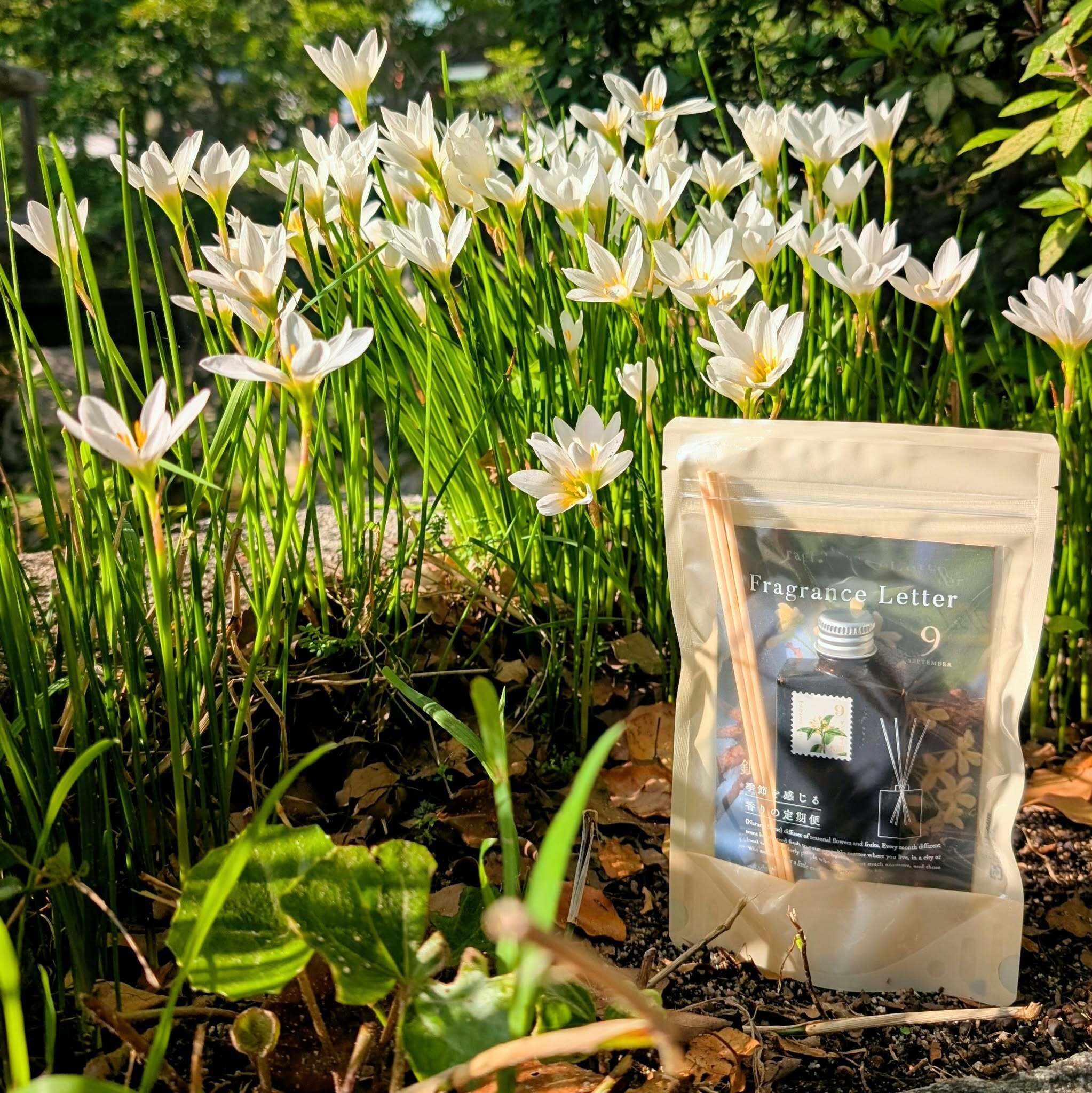 9月:銀木犀