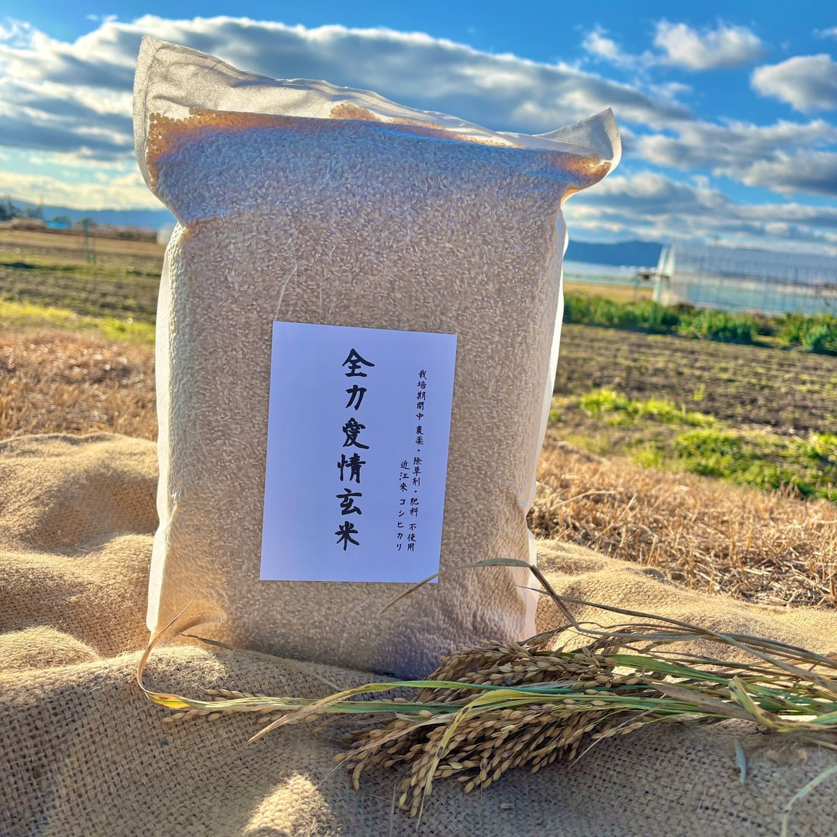 完売【通常包装】 『神の米』（玄米 5kg 栽培期間中農薬不使用 化学