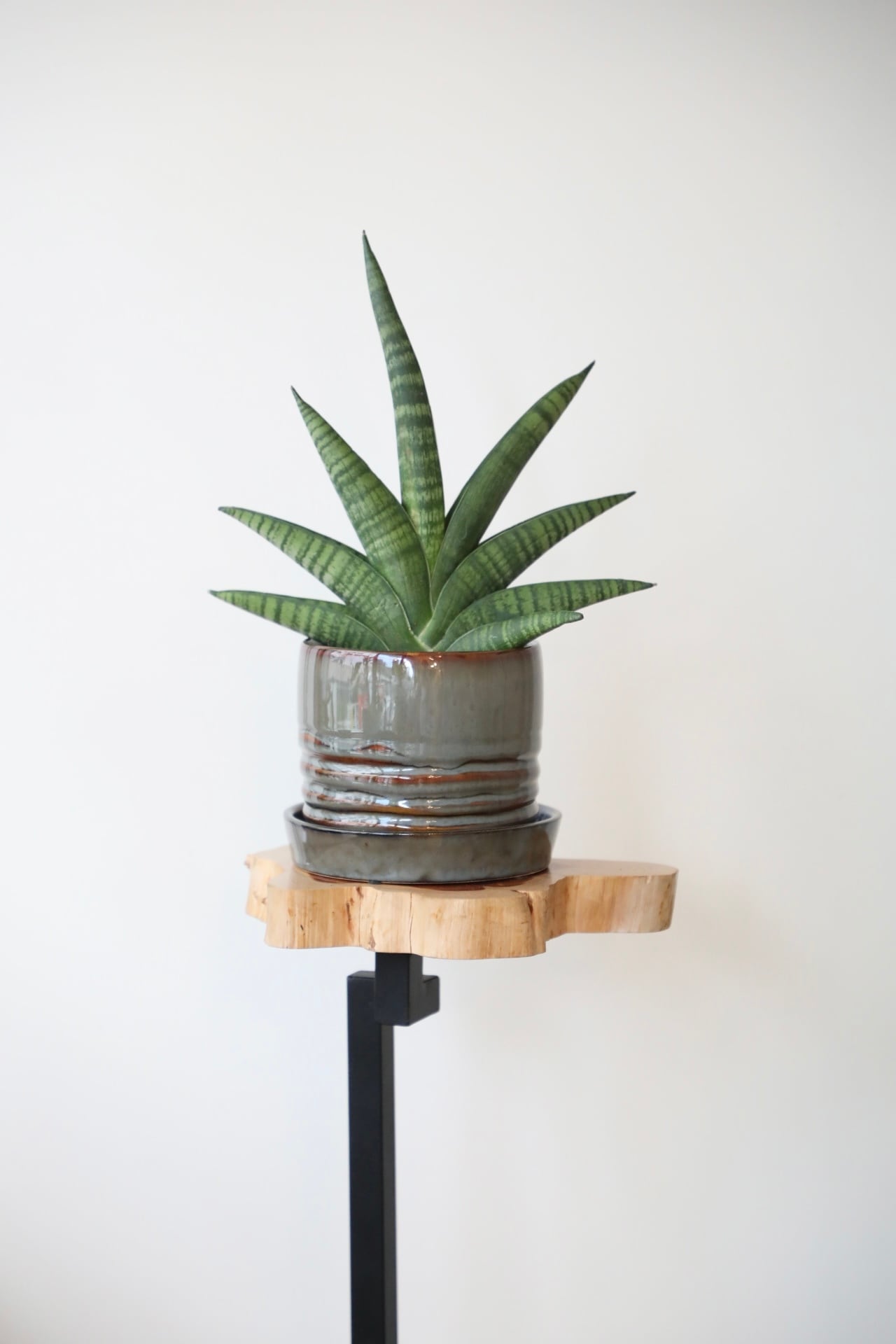 サンスベリア インディ/Sansevieria ※陶器鉢付き | 【厳選植物・器