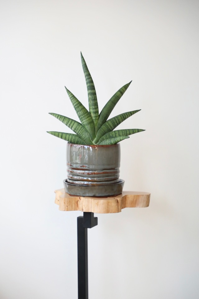 サンスベリア インディ/Sansevieria ※陶器鉢付き