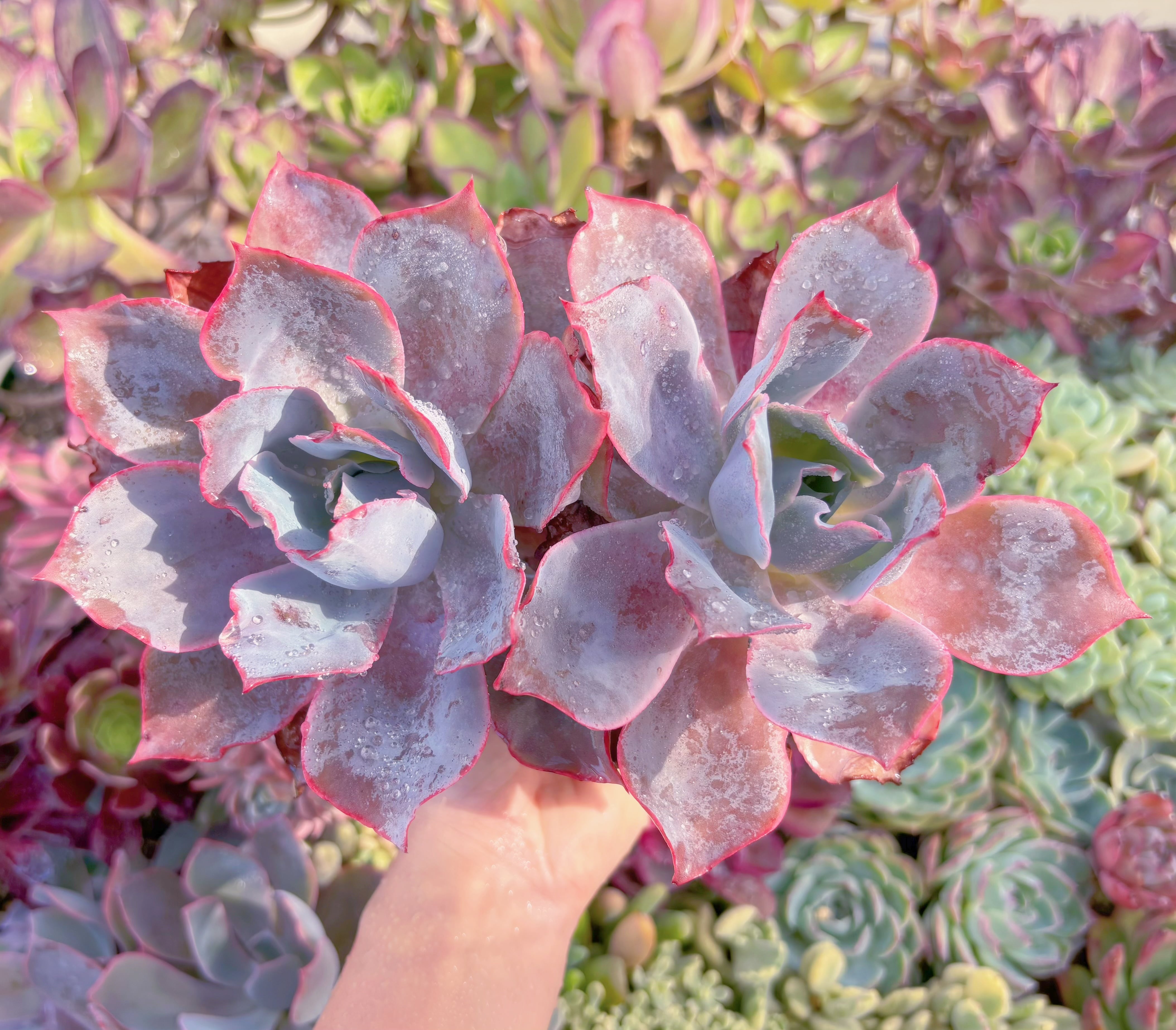 現品　アフターグロー#1167　大群生　るる農園