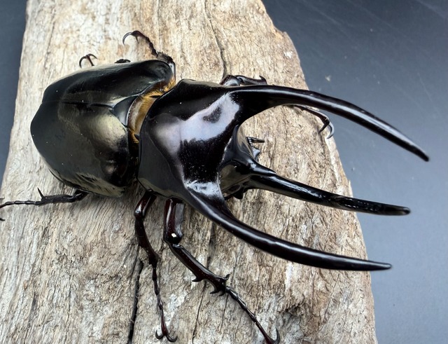 【WD】《アトラスオオカブト スマトラ島産 84mm ペア》