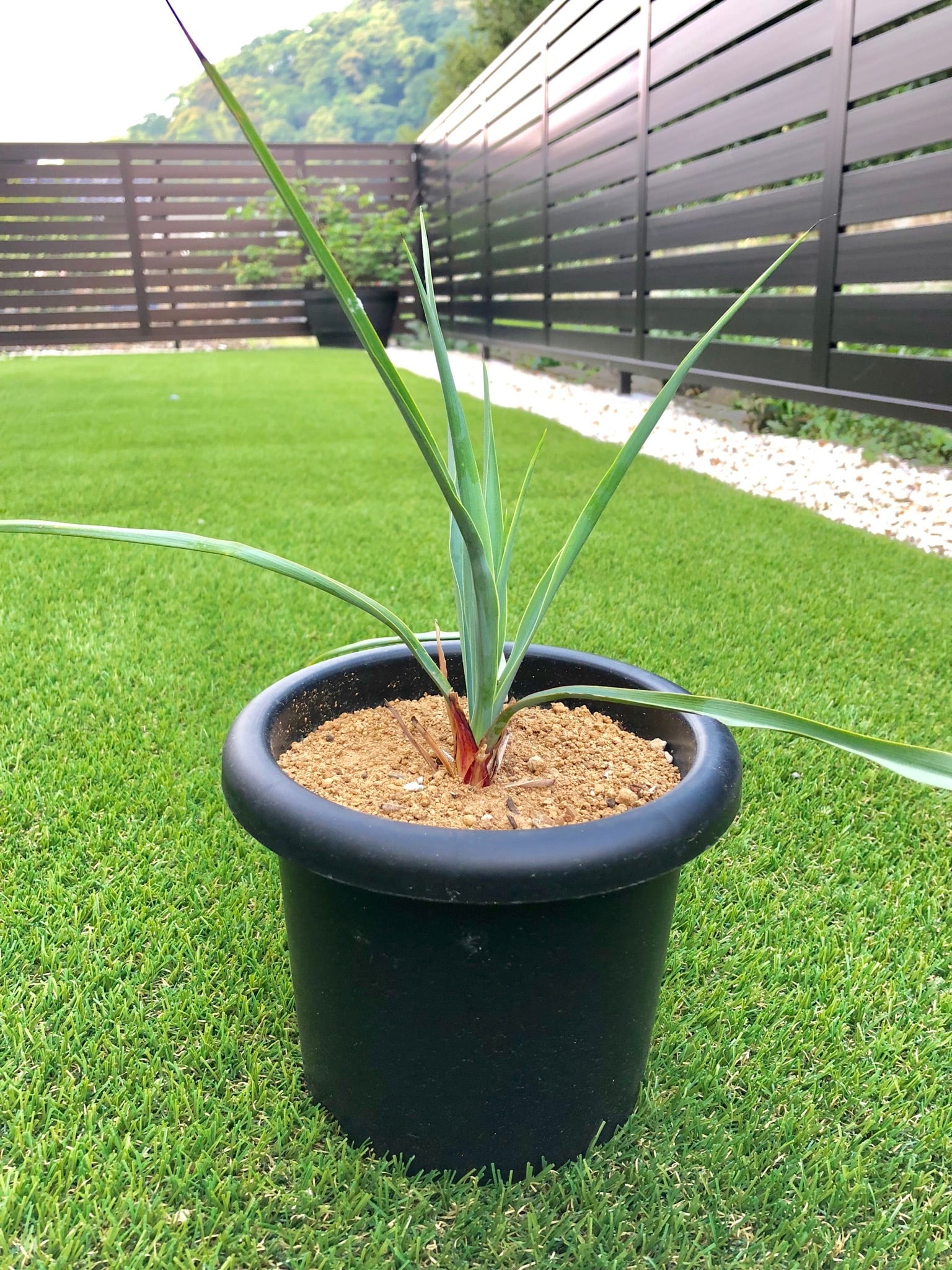 Yucca rigida ユッカ リギダ | plants MARU ー 多肉植物・サボテン・園芸グッズのお店 ー powered by BASE