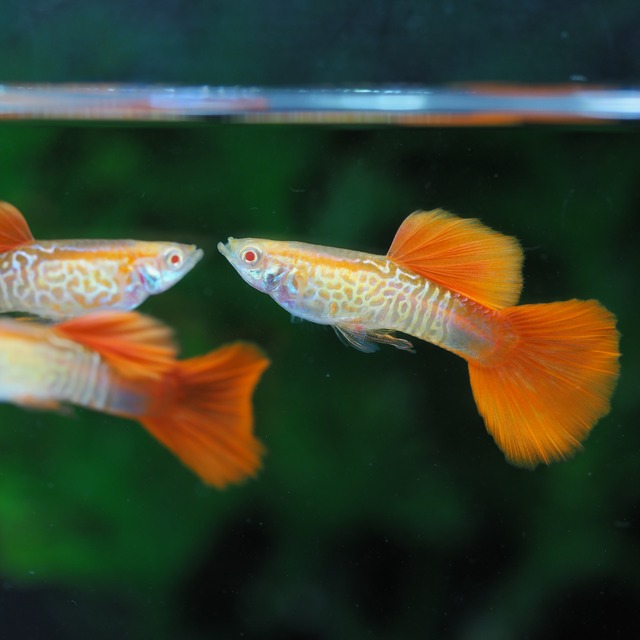 RREAレッドテールコブラ　1ペア(国産グッピー)