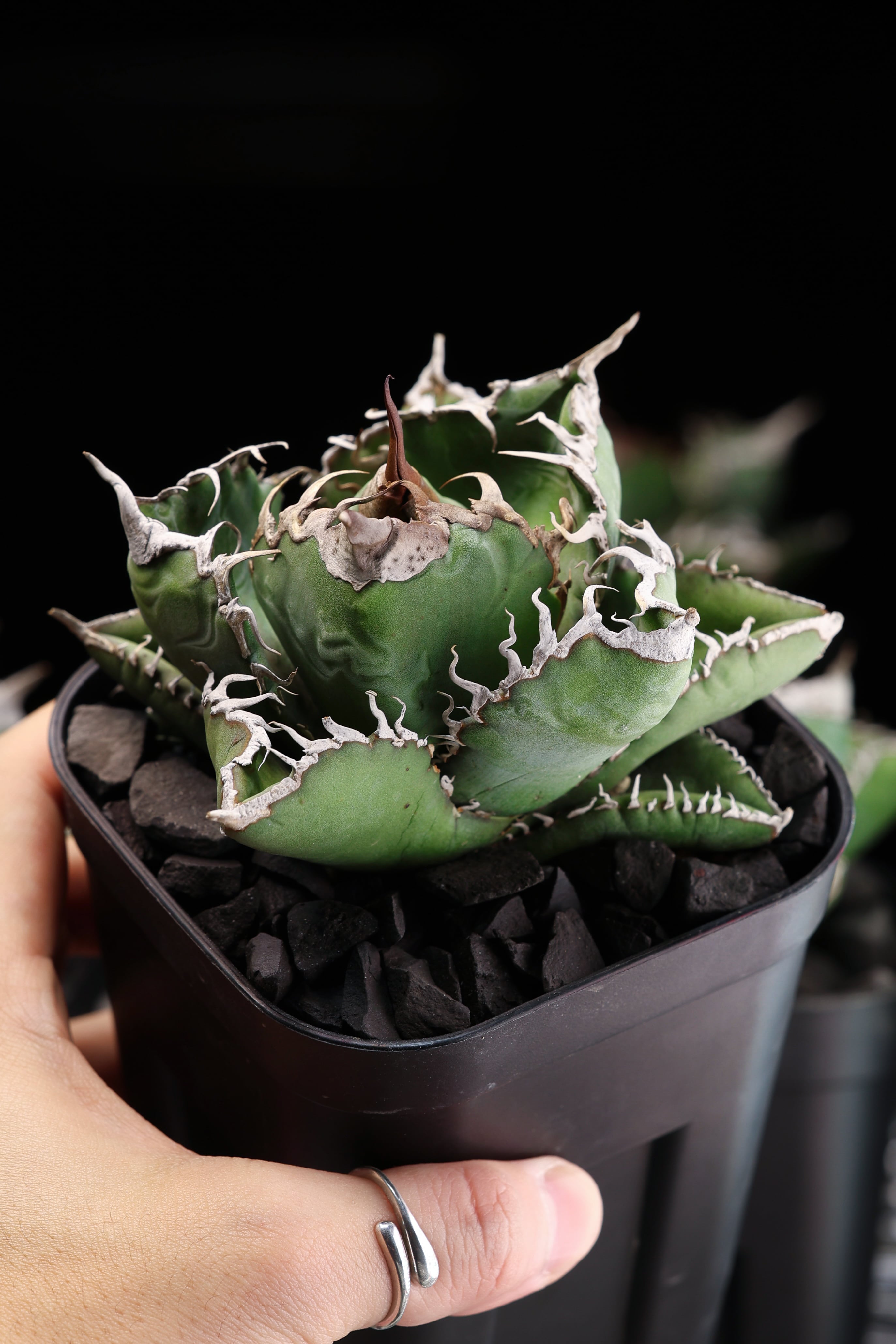 KAMUI PLANTS LABO