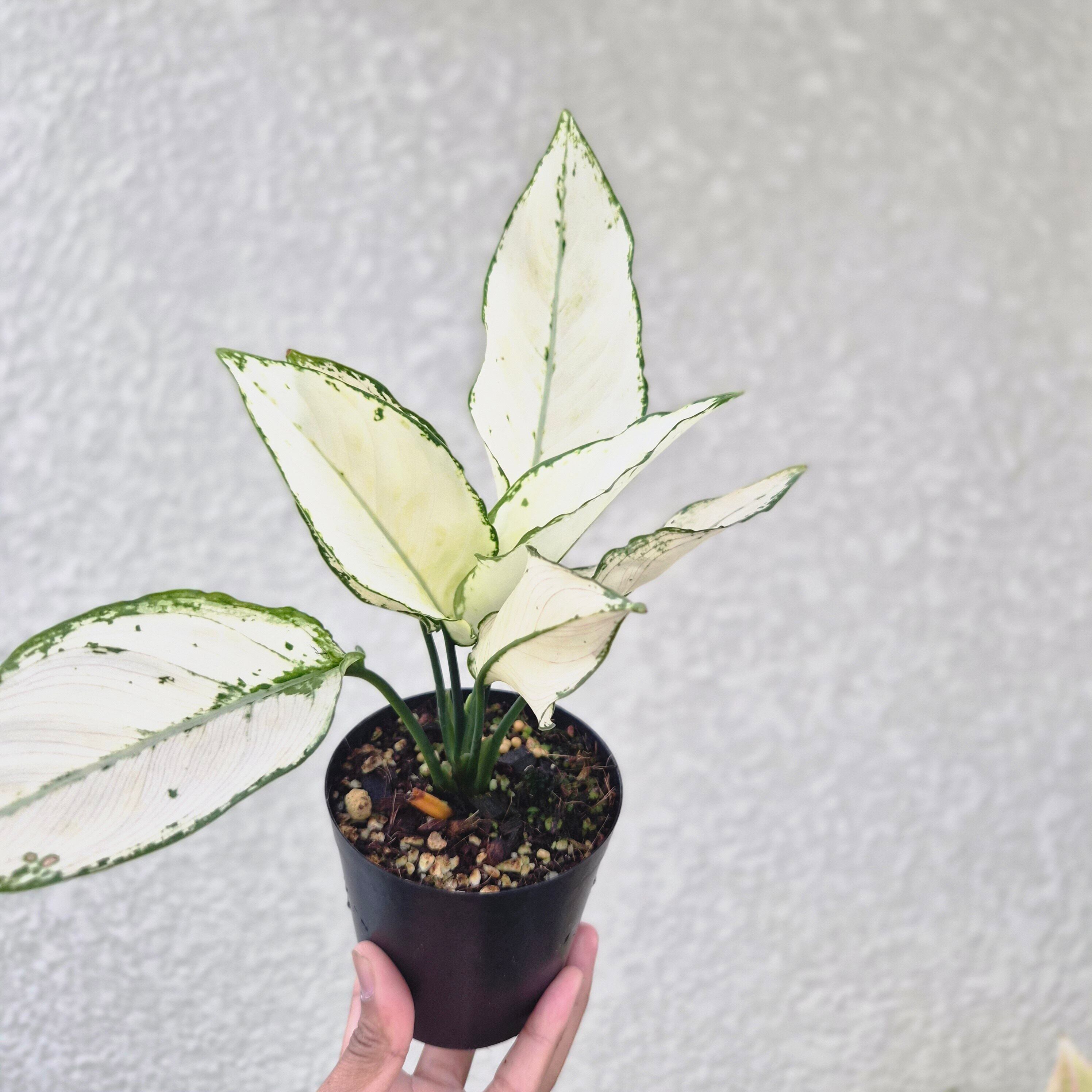 《Aglaonema Paragon》アグラオネマ パラゴン 観葉植物 /ポット発送