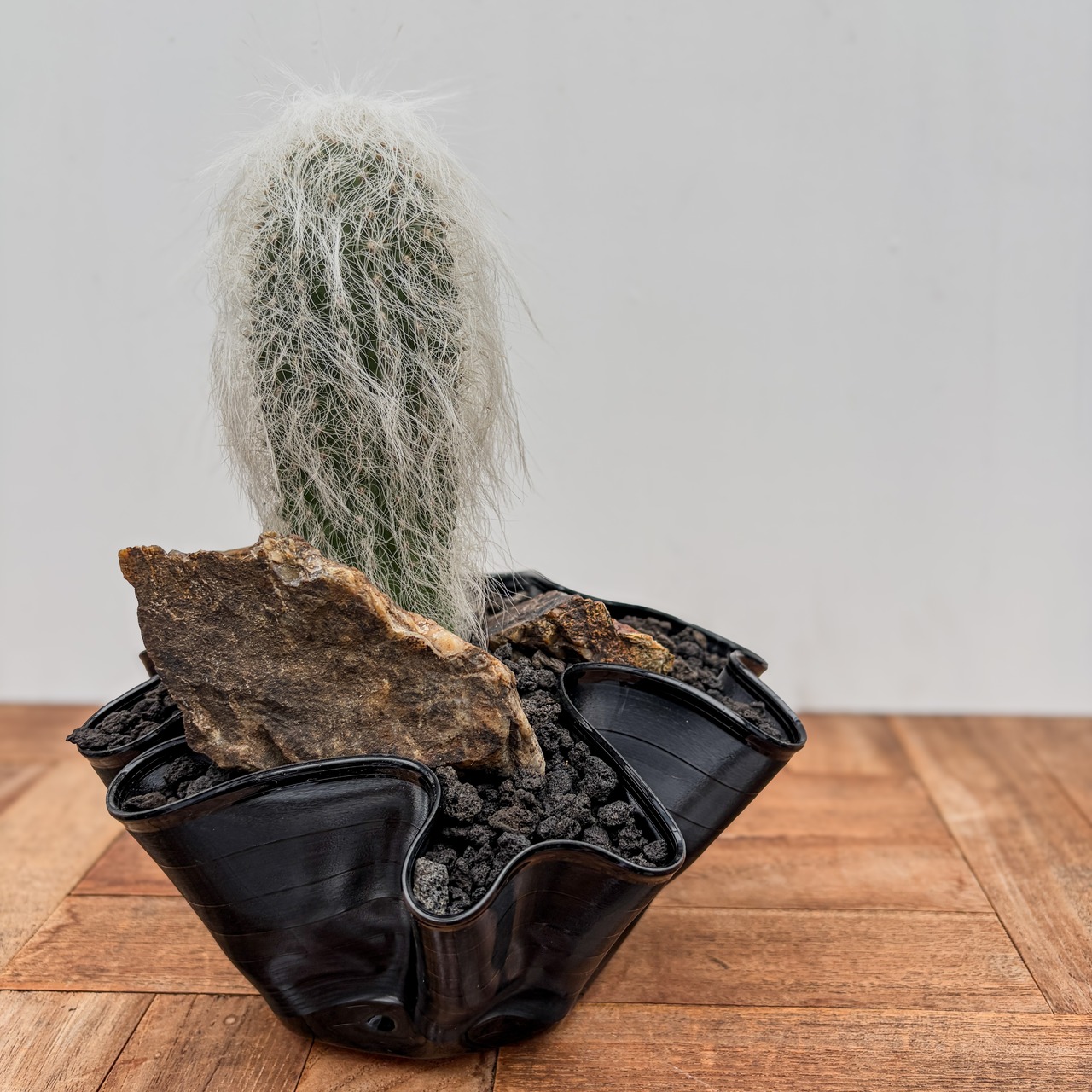 Cephalocereus senilis【ケファロケレウス・翁丸with GROOVE POT】