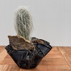 Cephalocereus senilis【ケファロケレウス・翁丸with GROOVE POT】