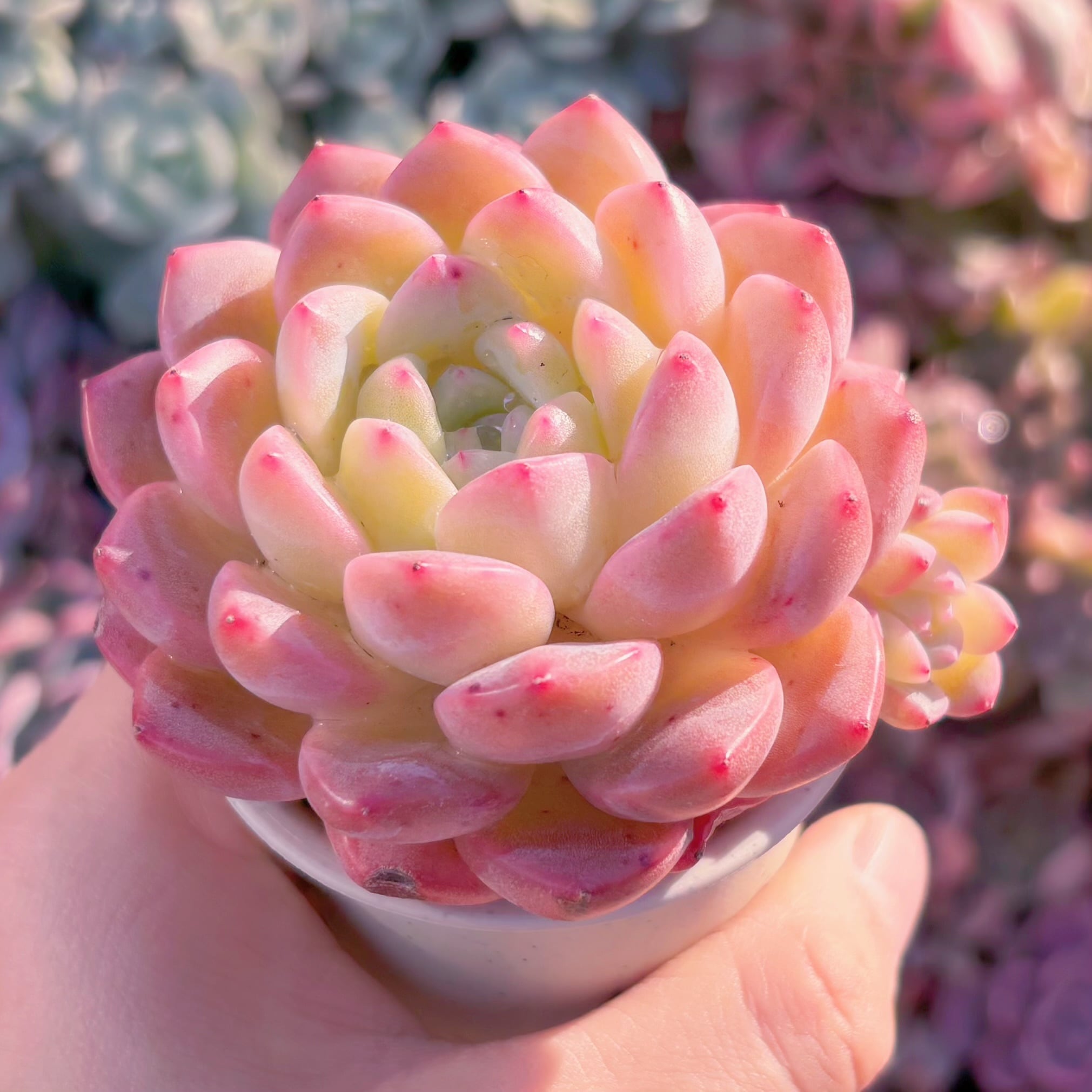 多肉植物　キュッティ　新入荷　るる農園