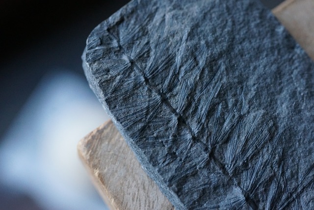 シダ化石 Astrophyllite equisetiformis