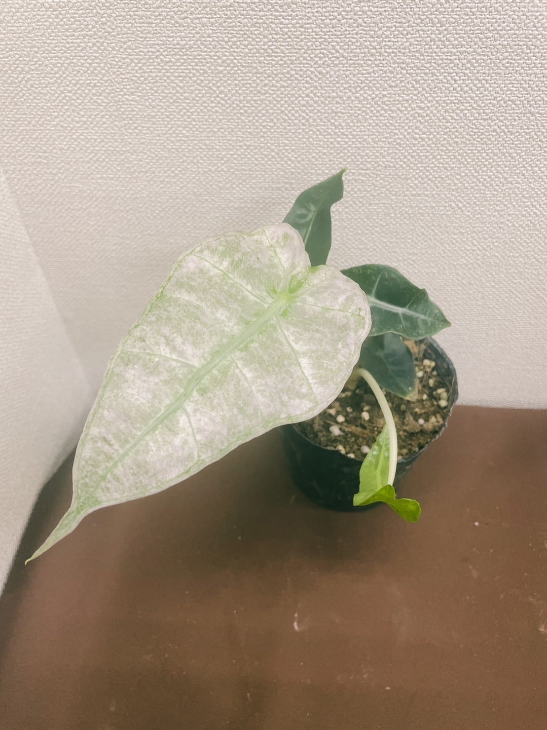 アロカシア アマゾニカ ポリー 斑入り 3号 | youth plants