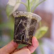 Alocasia dragon scale varigated④│アロカシア ドラゴンスケール 斑入│観葉植物