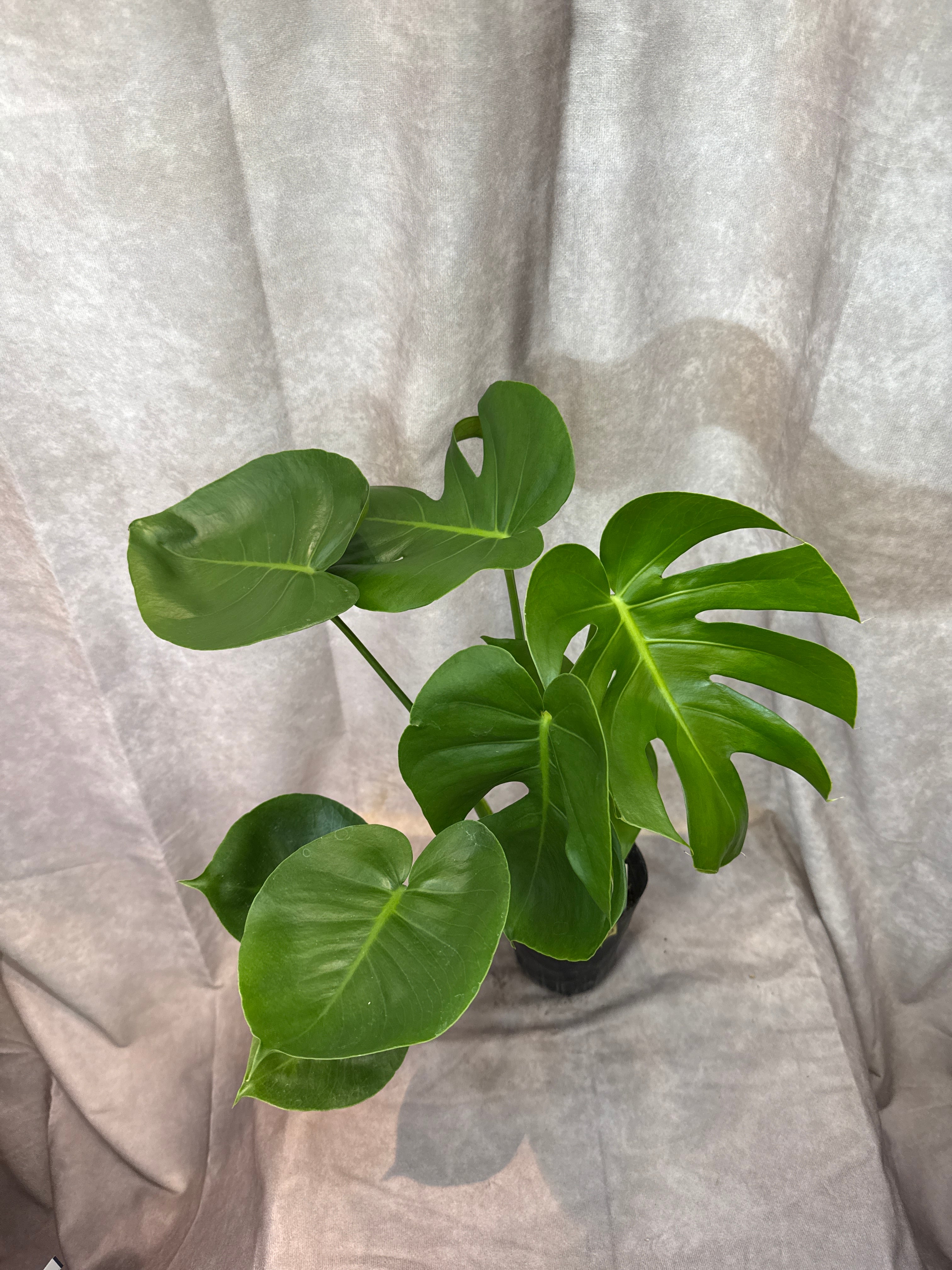 【希少種】アンスリウム・グイルディンキーAnthurium guildingii Anthurium guildingii / グイルディンギー | Gardenえん 【観葉熱帯植物】