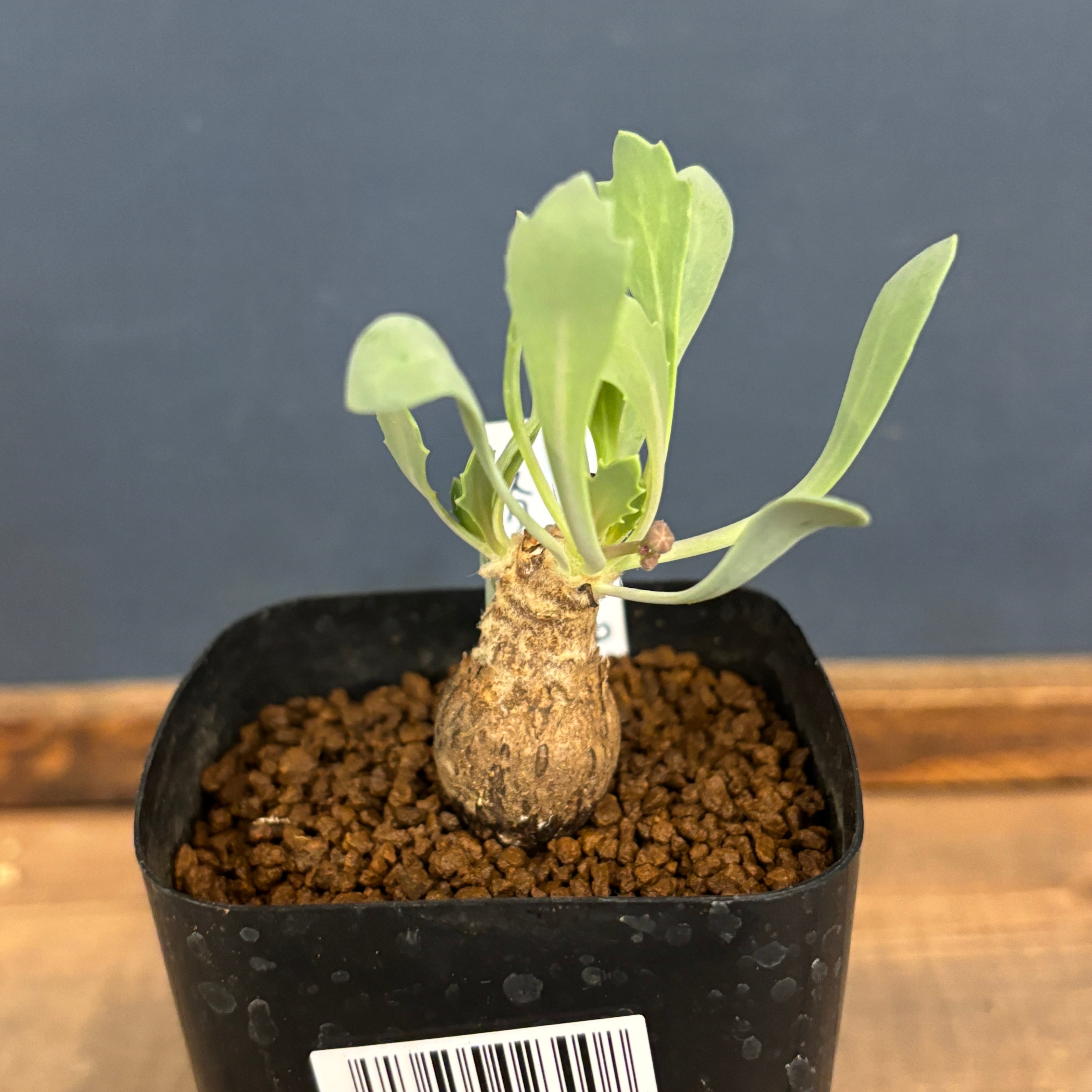 Y*e様 【ラスト小葉/安心の発根済株/鉢込/新芽3か所程度】 斑入り パンダガ メーカー,プロトリーフ｜芳樹園オンラインショップ