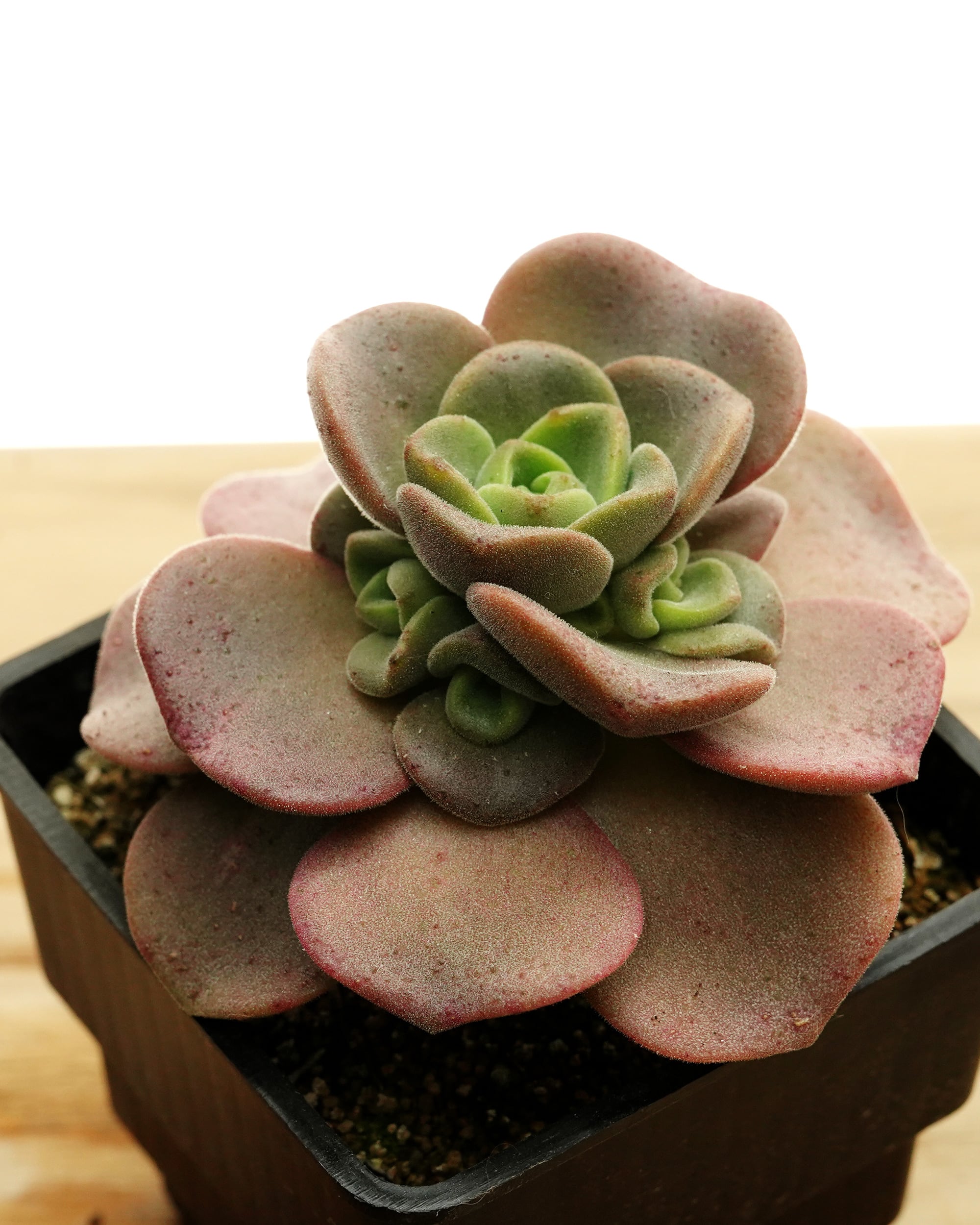 発根済カット苗 スリラーパール 大株 Echeveria 'Thriller Pearl