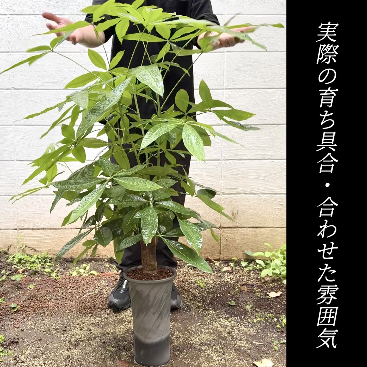6号『霞立ち(かすみだち)』高さで映える鉢 | BOKUTO