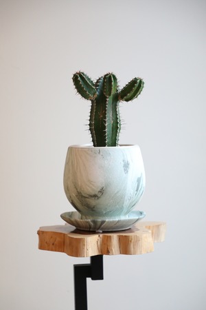 【S】大正キリン/Euphorbia　※陶器鉢付き