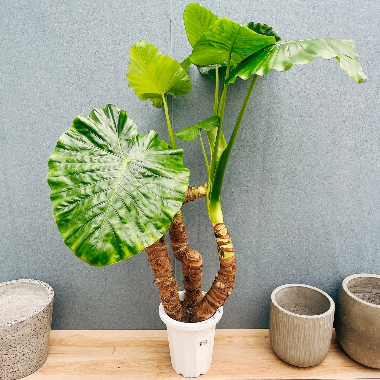 ［現品］【希少】30番　クワズイモ　斑入り　8号　白斑　観葉植物　室内　レア 現品］【希少】30番 クワズイモ 斑入り 8号 白斑 観葉植物 室内 レア