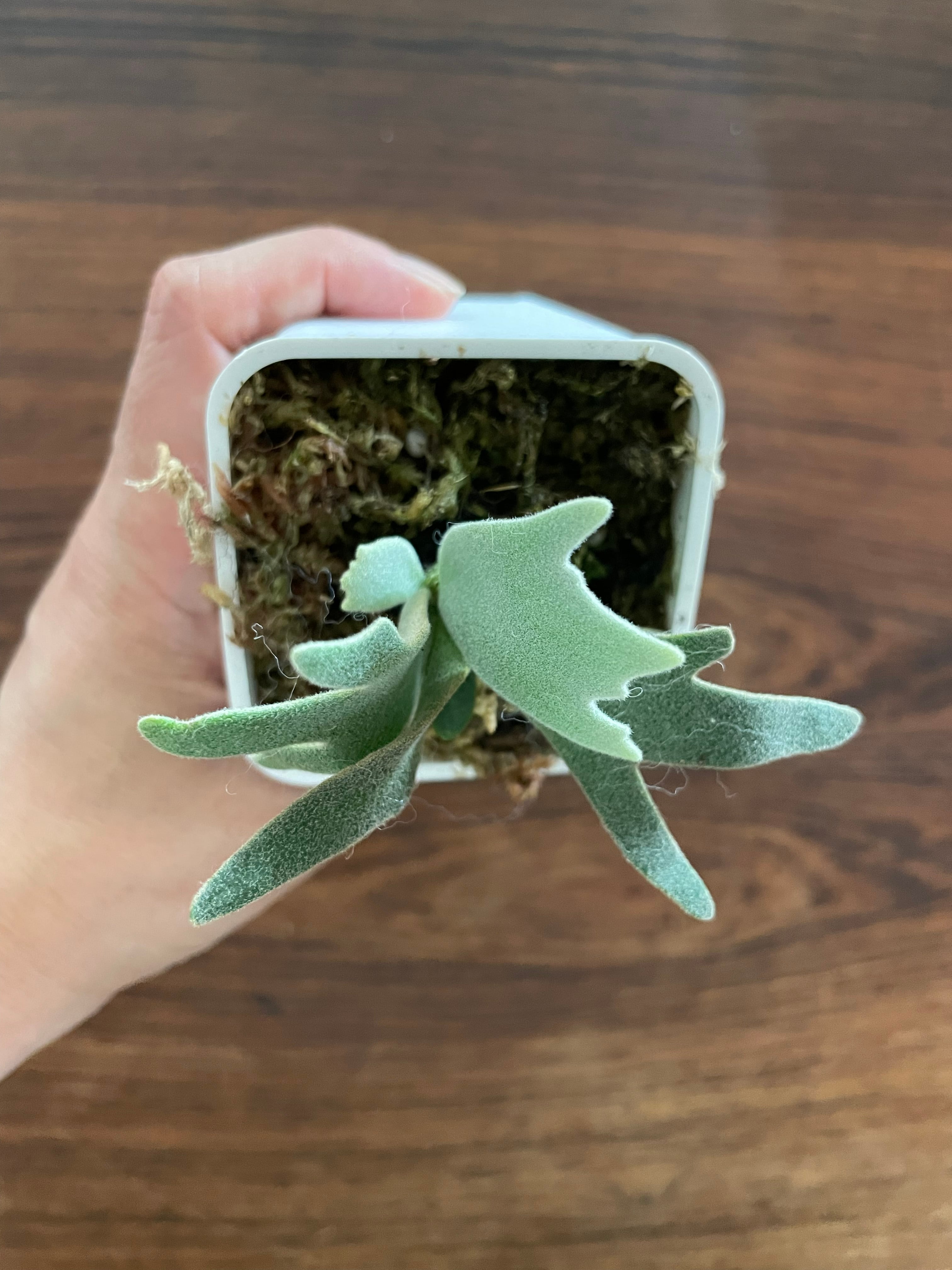 P.Willinckii 'Jade Girl' sporeling ビカクシダ