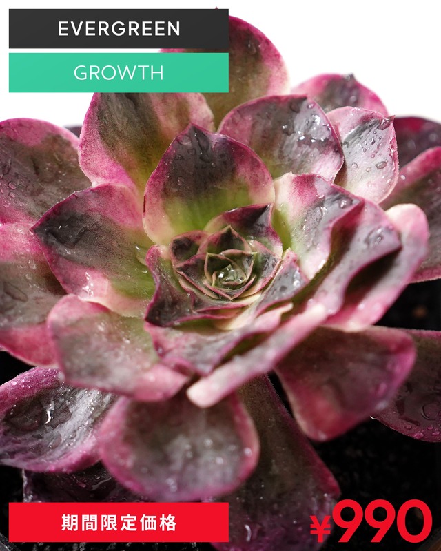 発根済カット苗 アエオニウム 魅金ローズ錦 L Aeonium 'Charm Golden Rose Variegated'