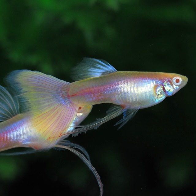 RREAモスコーピンクリボン 若魚1カルテット＋おまけ1ペア＋リボンオス1匹