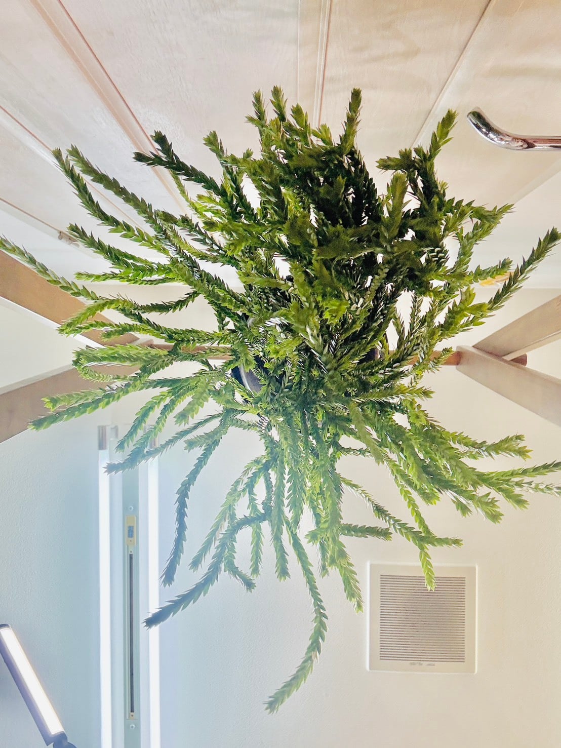 フペルジア　トライアングル　サトゥール 限定1鉢！フペルジア・トライアングルサトゥール6号 | 観葉植物と雑貨