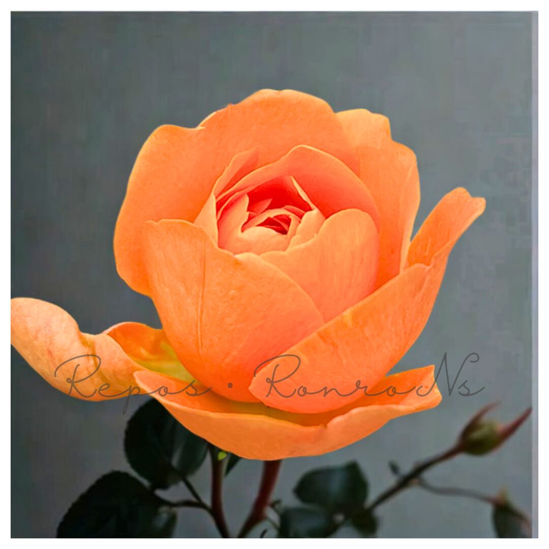 バラ苗 ジューシーテラッツァ枝変わり　【絶色ジューシー】ポットごとメルカリ便発送 アンティークタッチなバラ 