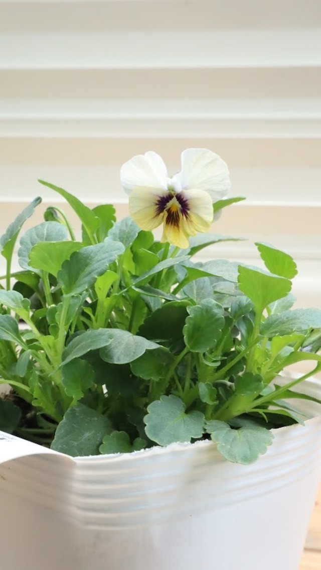 ビオラ　『藍月（あいづき）』　３.5号ポット　