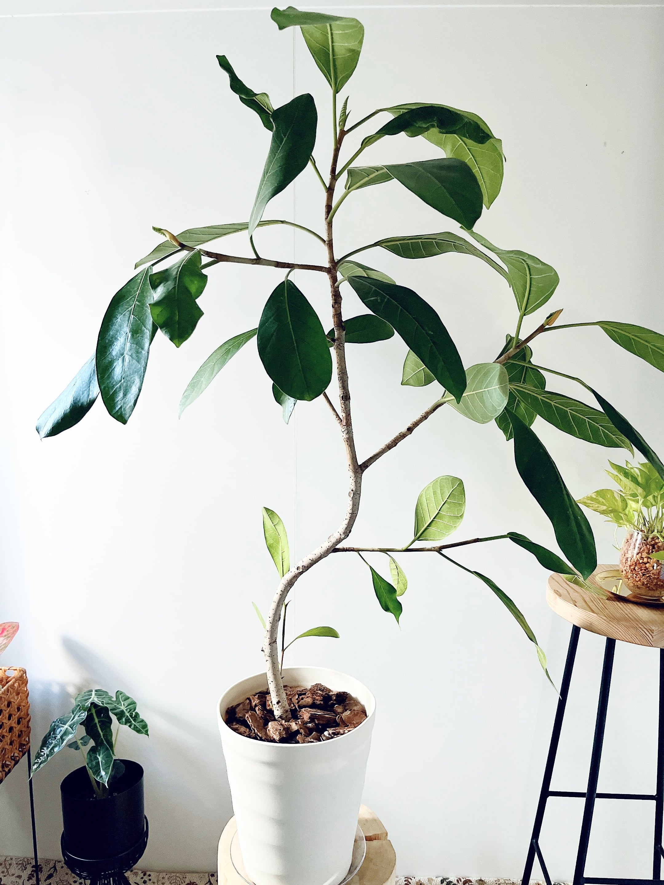フィカス ロイ 曲がり 希少 観葉植物 大型 室内 calm cafe | calm cafe☕️