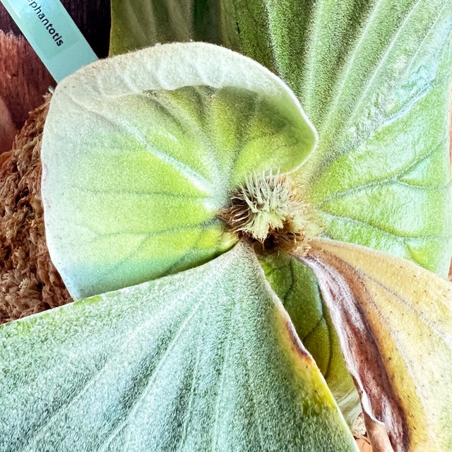 ビカクシダ エレファントティス 中株 板付 【観葉植物 壁掛け コウモリラン】