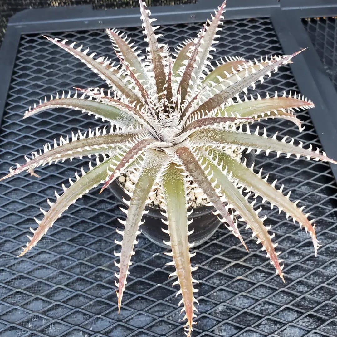 名前（園芸品種名）付き | レアプランツ通販サイトPlants Maniax