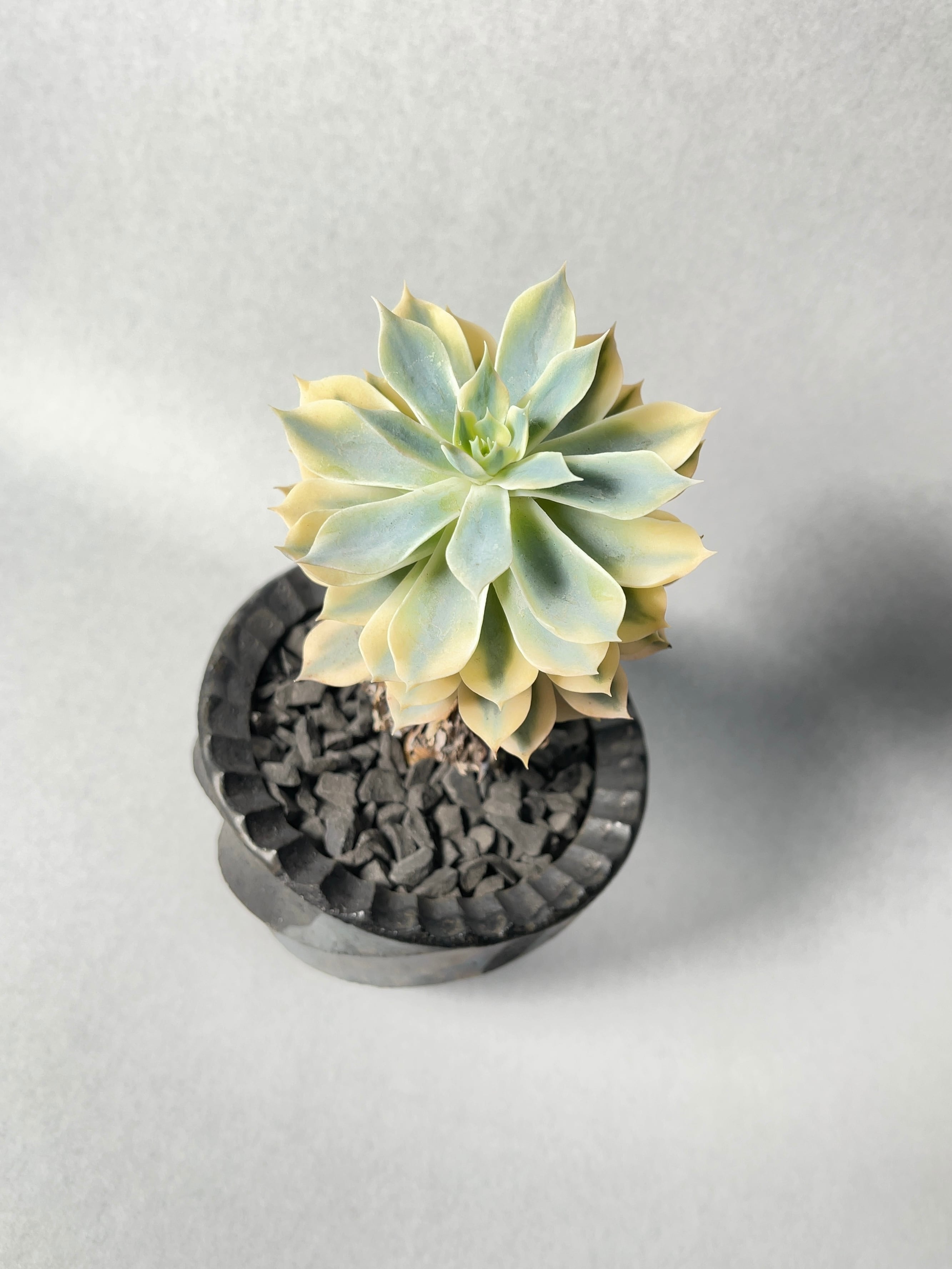 ✨サブシセリス錦✨美苗  カット苗 ecs0581m.jpg