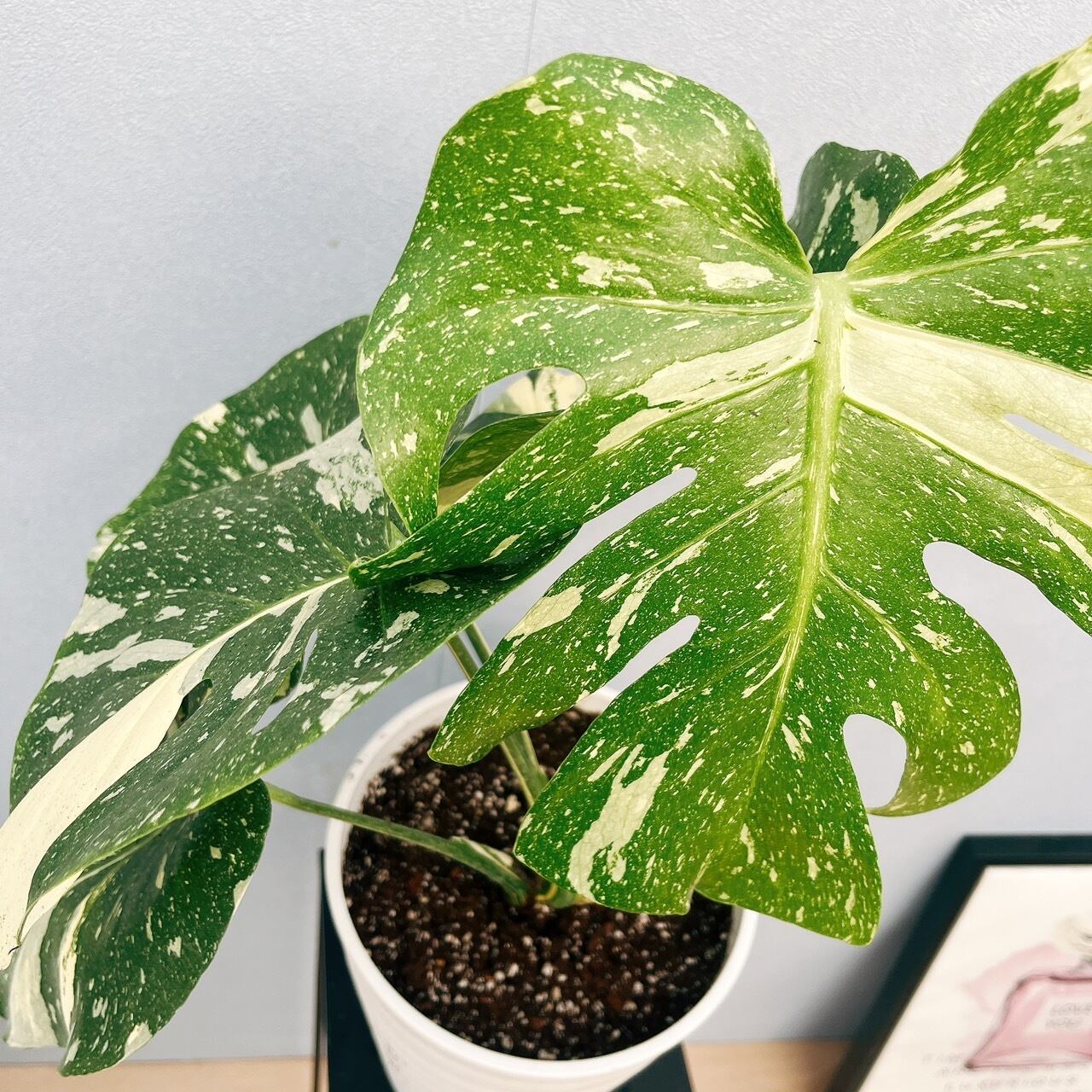 在庫］【希少】モンステラ デリシオーサ 斑入り 観葉植物 レア 室内