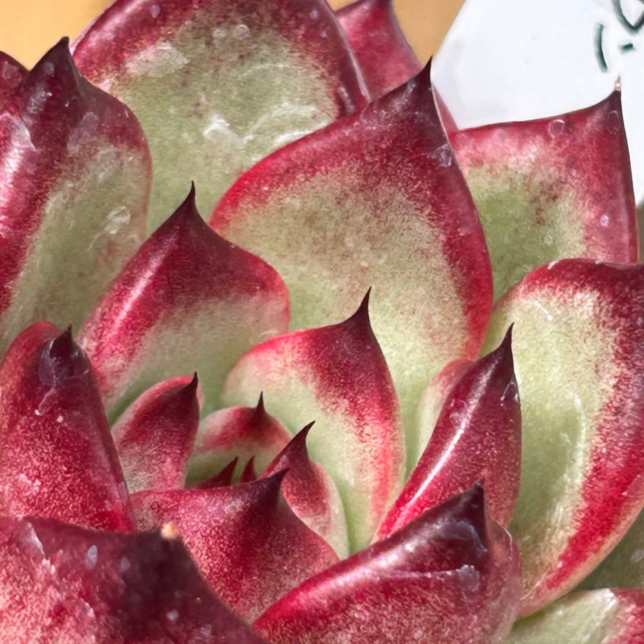 マジッククラウン | RuPo 多肉植物専門店