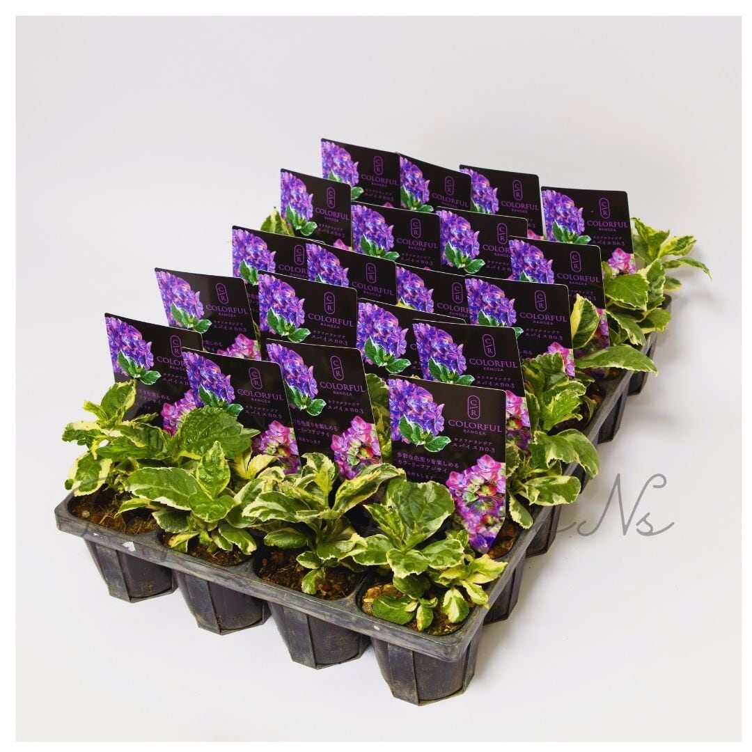 アジサイ：スパイスNO.3（3号）斑入り 紫陽花 カラフルランジア 大栄