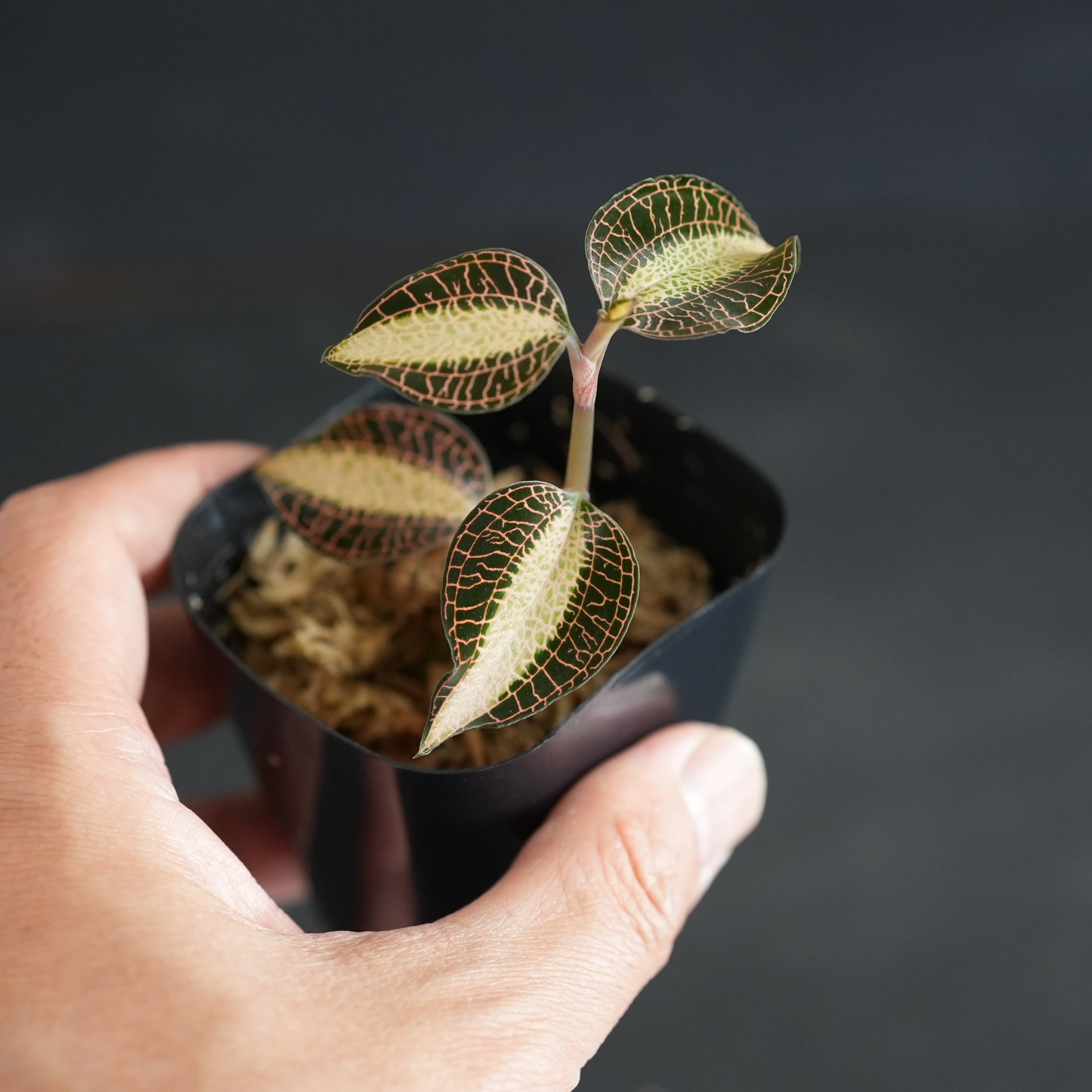 ◇現品◇Anoectochilus roxburghii 'Milky Way'【ジュエルオーキッド