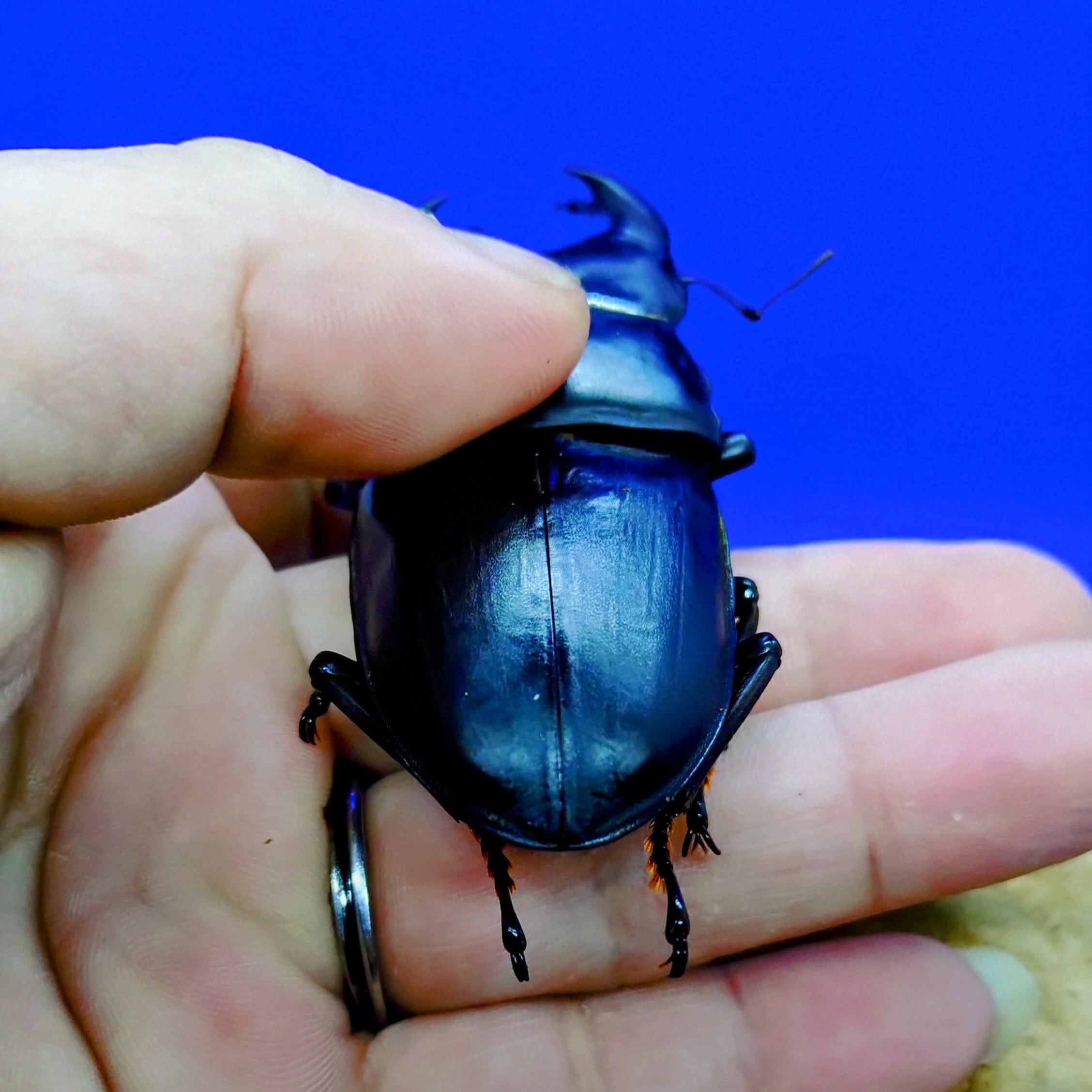 久留米オオクワガタ ♂85㎜ マツノインセクト