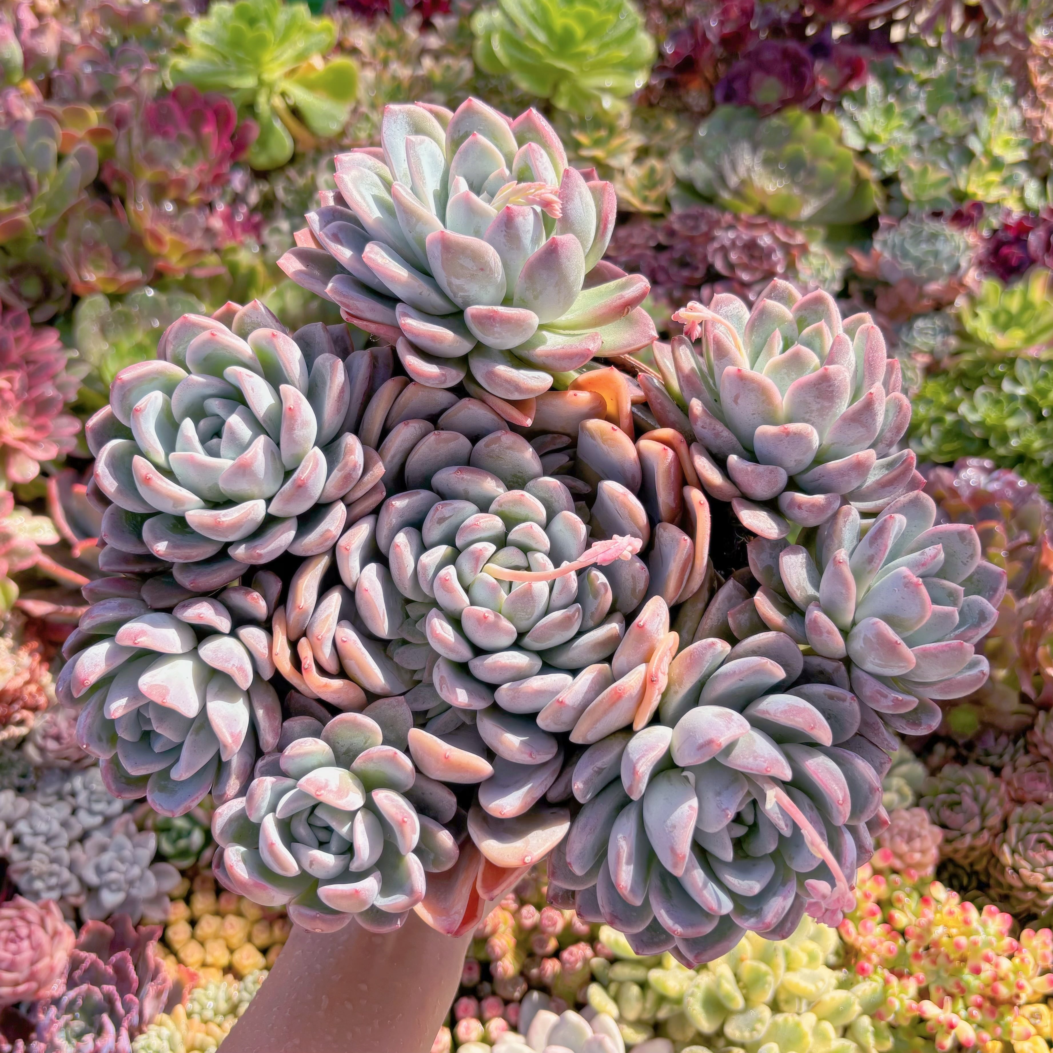 現品　瑶池#M221　特大群生　新入荷　るる農園