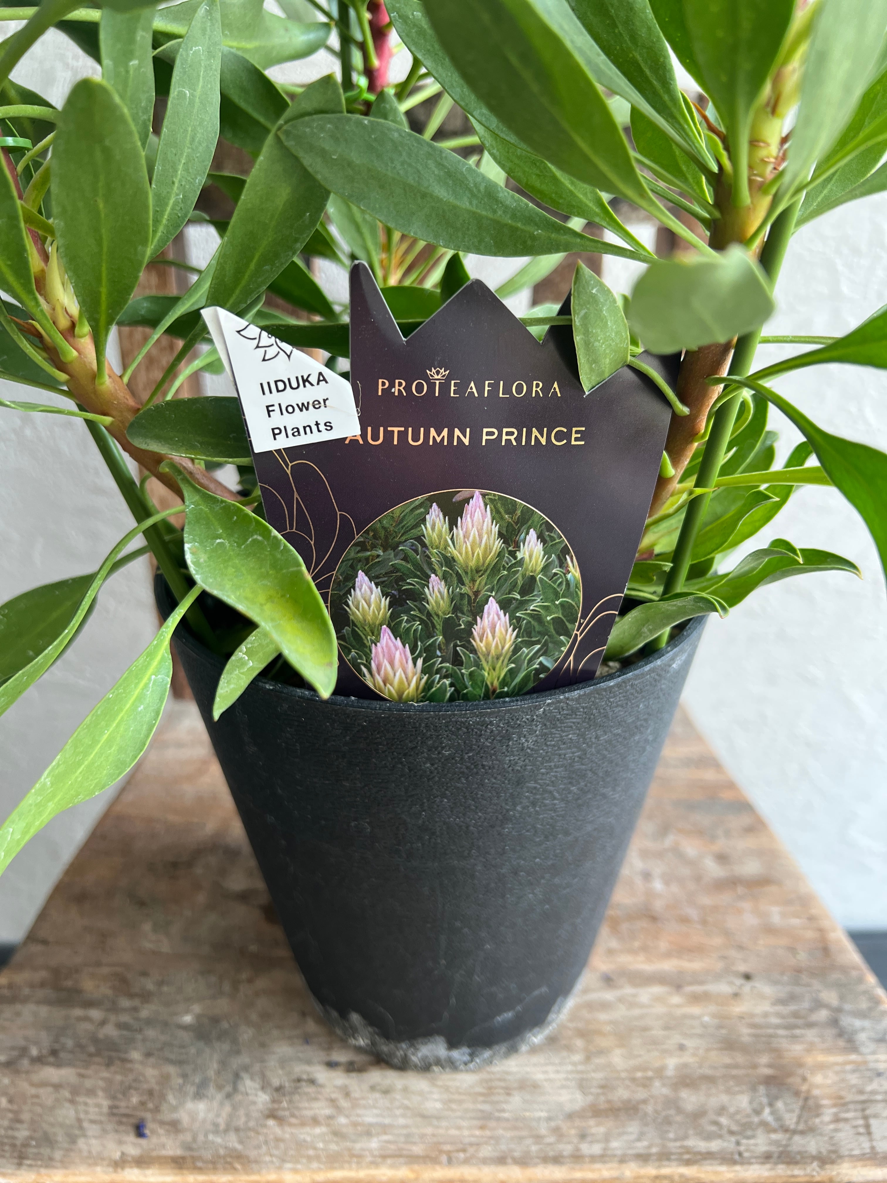 7bc4dbe46b5b96455292de9829fa5d